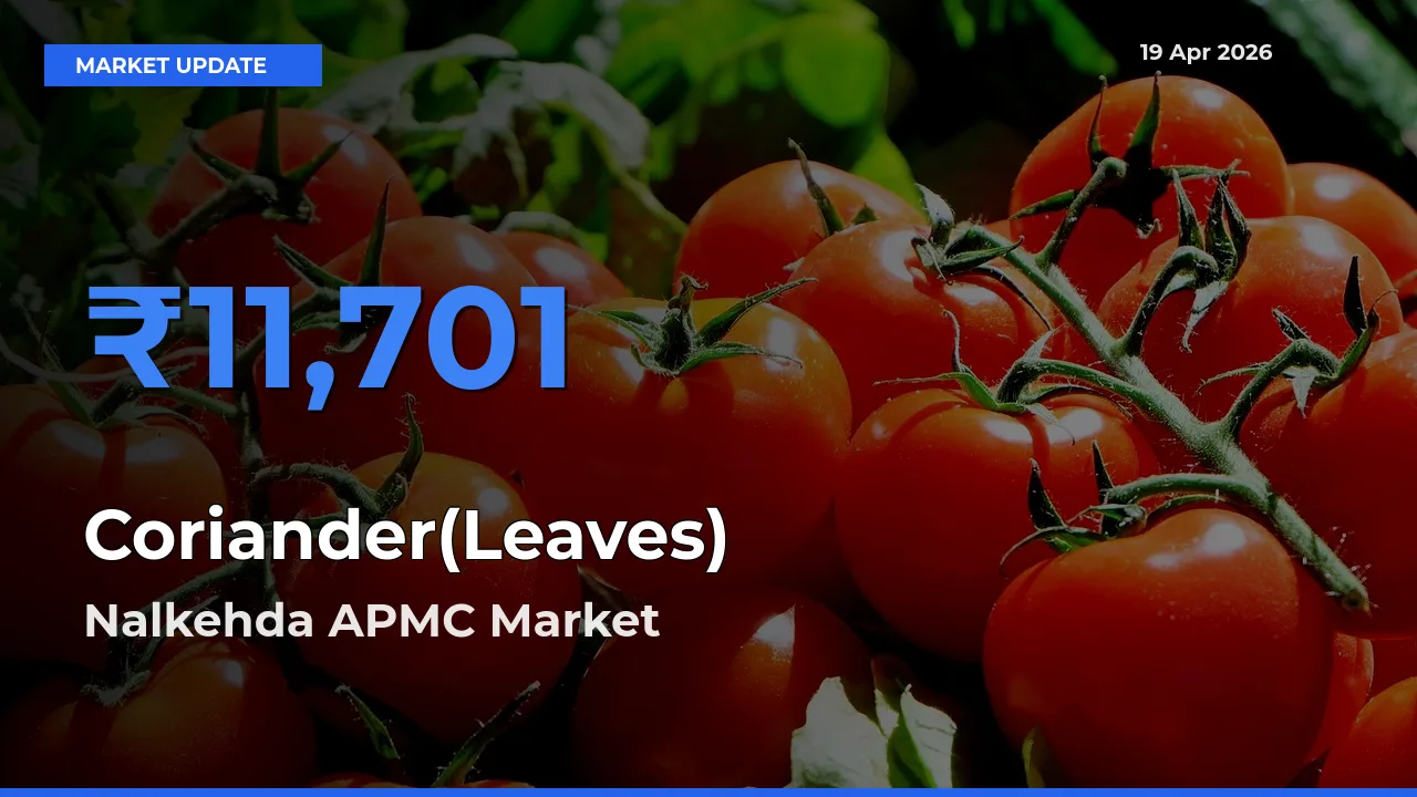 Nalkehda APMC Leads as Top Mandi for Coriander(Leaves) Prices
