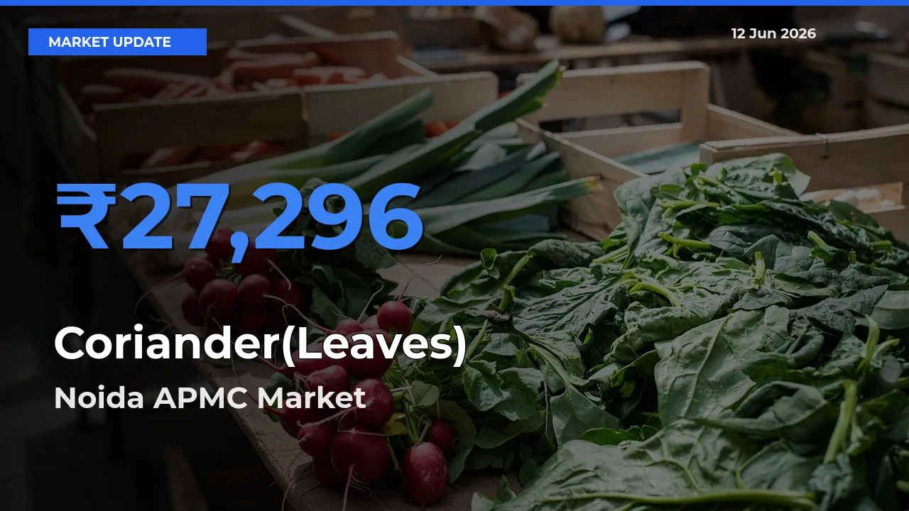 Noida APMC Tops Coriander(Leaves) Mandi Rates Today