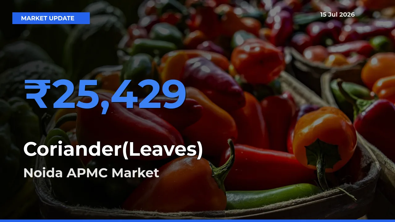 Top Performer! Noida APMC Offers Best Coriander(Leaves) Price Today