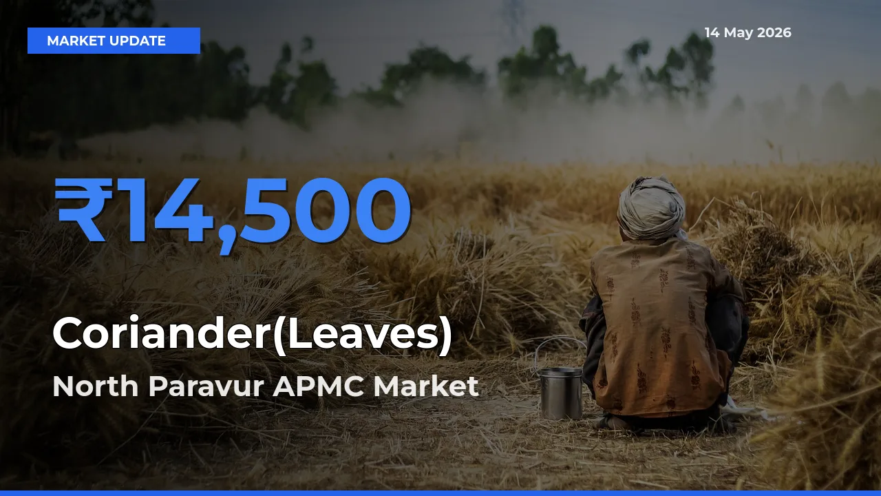 North Paravur APMC Leads as Top Mandi for Coriander(Leaves) Prices