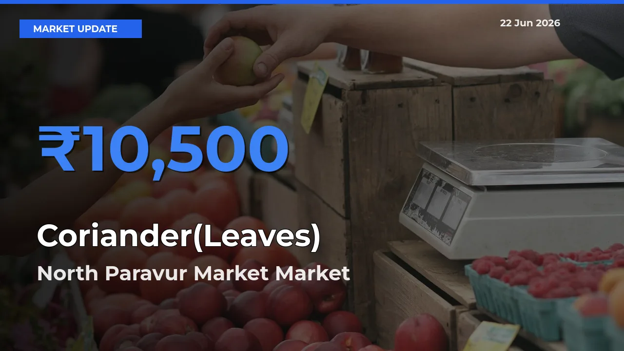 North Paravur Market Tops Coriander(Leaves) Rates – June 22 Market Update