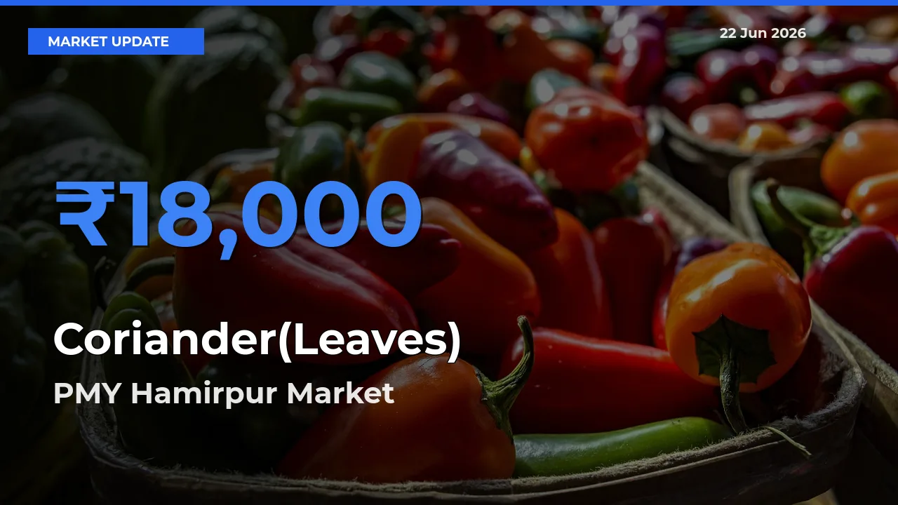 Market Watch: PMY Hamirpur Becomes Top Mandi for Coriander(Leaves)
