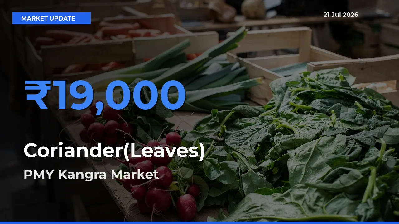 PMY Kangra Offers ₹19,000 – Highest Coriander(Leaves) Rate Today