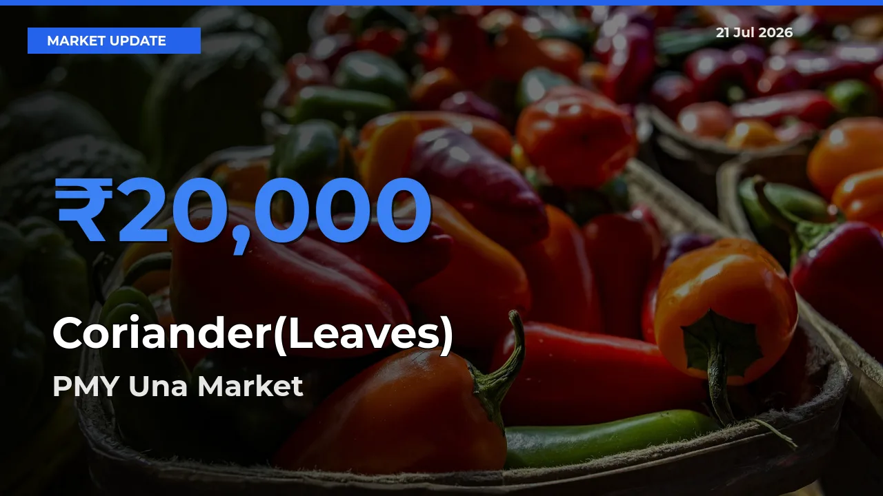 Top Performer! PMY Una Offers Best Coriander(Leaves) Price Today