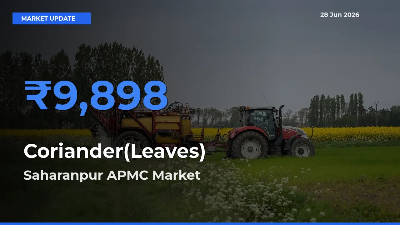 Saharanpur APMC Records Highest ₹9,898 Rate for Coriander(Leaves)