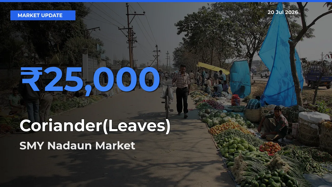 Top Performer! SMY Nadaun Offers Best Coriander(Leaves) Price Today