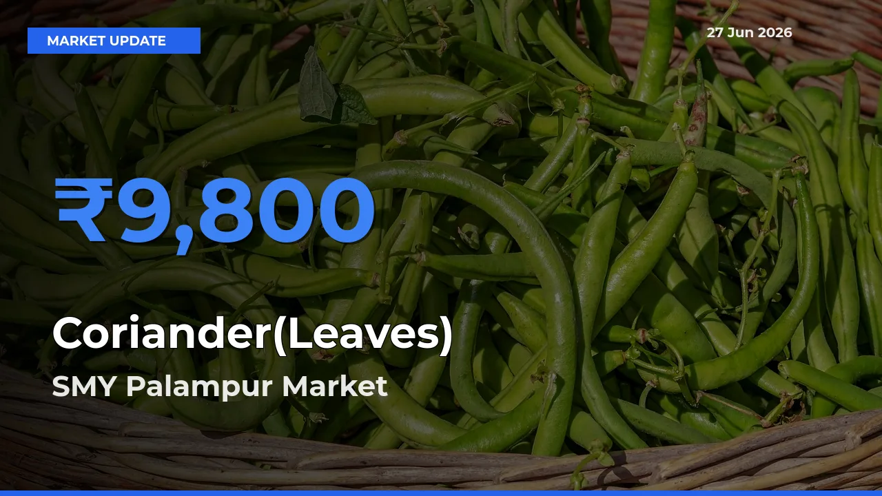 Farmers Prefer SMY Palampur as Coriander(Leaves) Hits Highest Rate