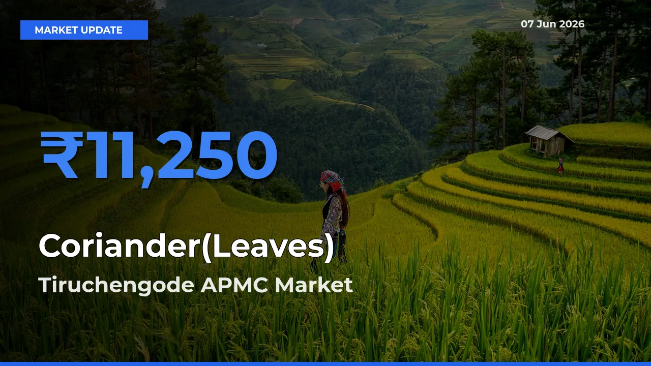 Tiruchengode APMC Tops Coriander(Leaves) Mandi Rates Today
