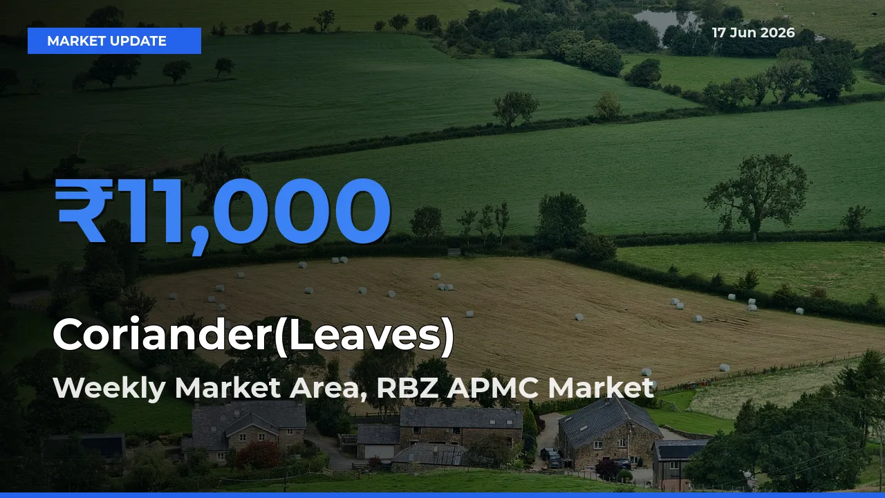 Top Performer! Weekly Market Area, RBZ APMC Offers Best Coriander(Leaves) Price Today