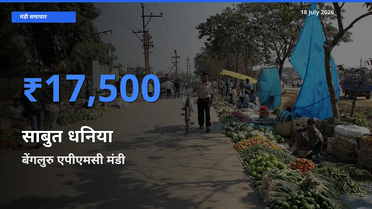 बेंगलुरु एपीएमसी मंडी में आज साबुत धनिया के सबसे ऊँचे दाम दर्ज
