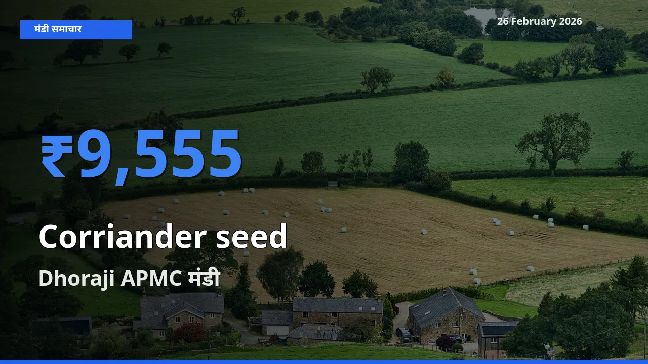 बाज़ार संकेत: Dhoraji APMC बना Corriander seed के लिए आज की टॉप मंडी