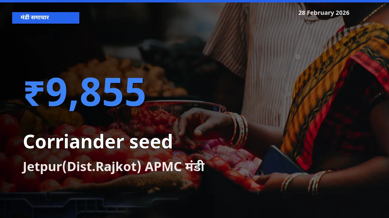 बाज़ार संकेत: Jetpur(Dist.Rajkot) APMC बना Corriander seed के लिए आज की टॉप मंडी