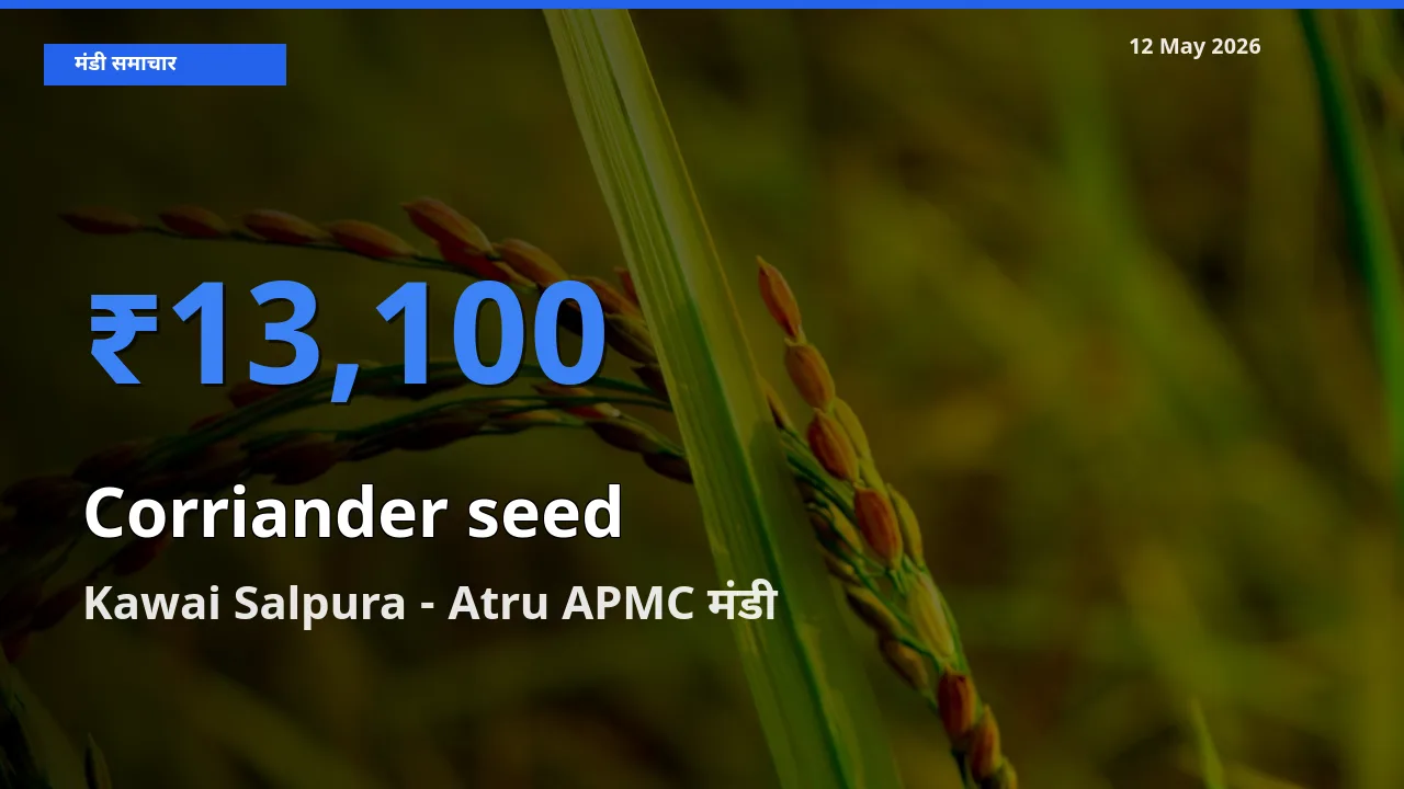 बाज़ार संकेत: Kawai Salpura - Atru APMC बना साबुत धनिया के लिए आज की टॉप मंडी