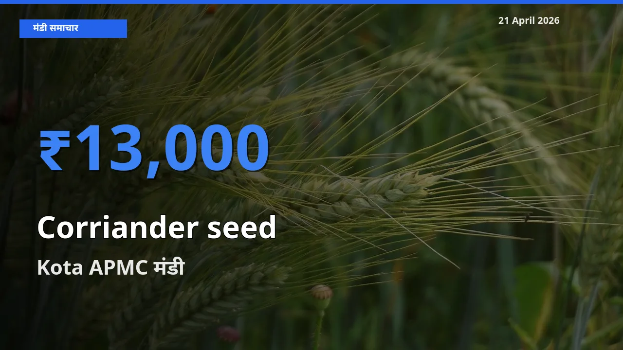 आज साबुत धनिया के सबसे ऊँचे दाम ₹13,000 Kota APMC मंडी में