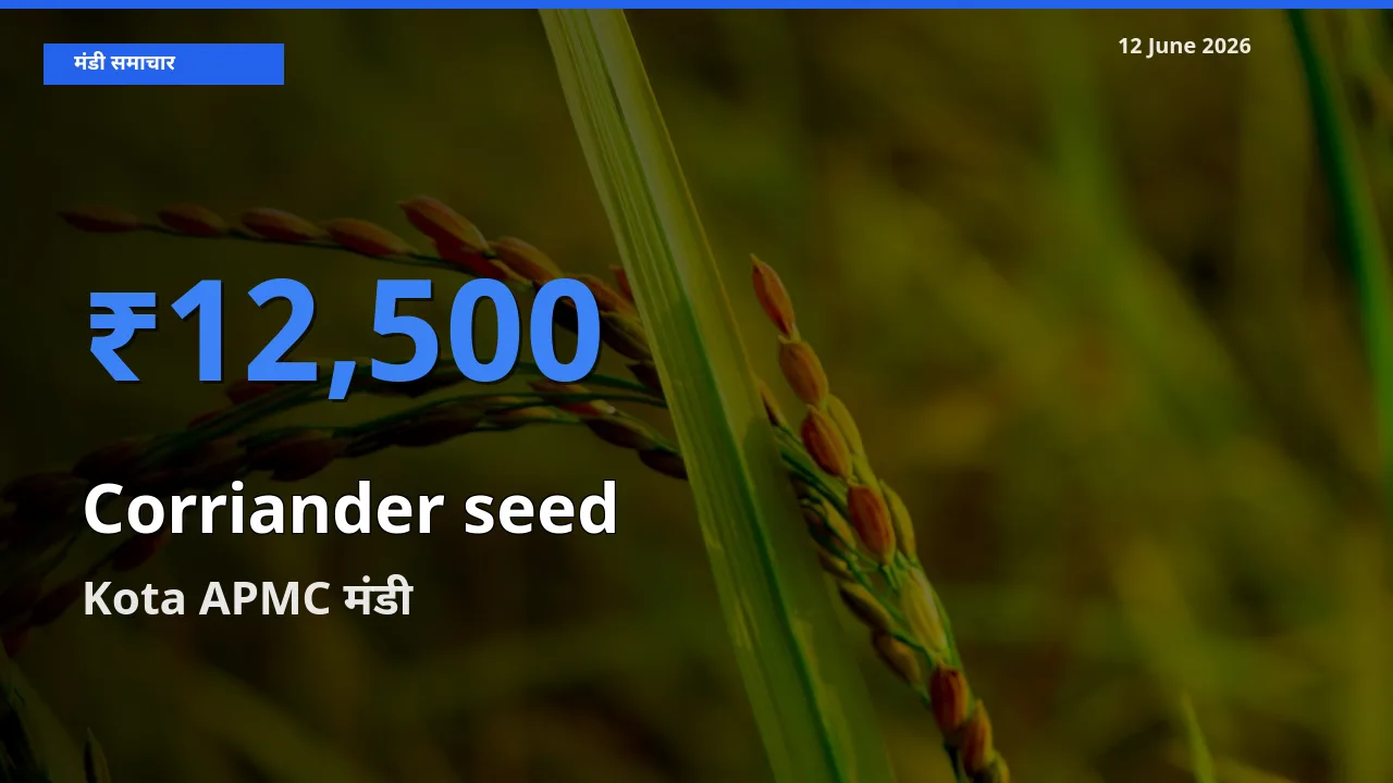 आज साबुत धनिया के सबसे ऊँचे दाम ₹12,500 Kota APMC मंडी में