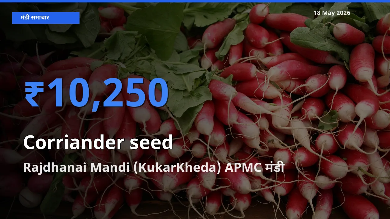 टॉप मंडी बना Rajdhanai Mandi (KukarKheda) APMC! साबुत धनिया के सबसे ऊँचे दाम यहीं दर्ज