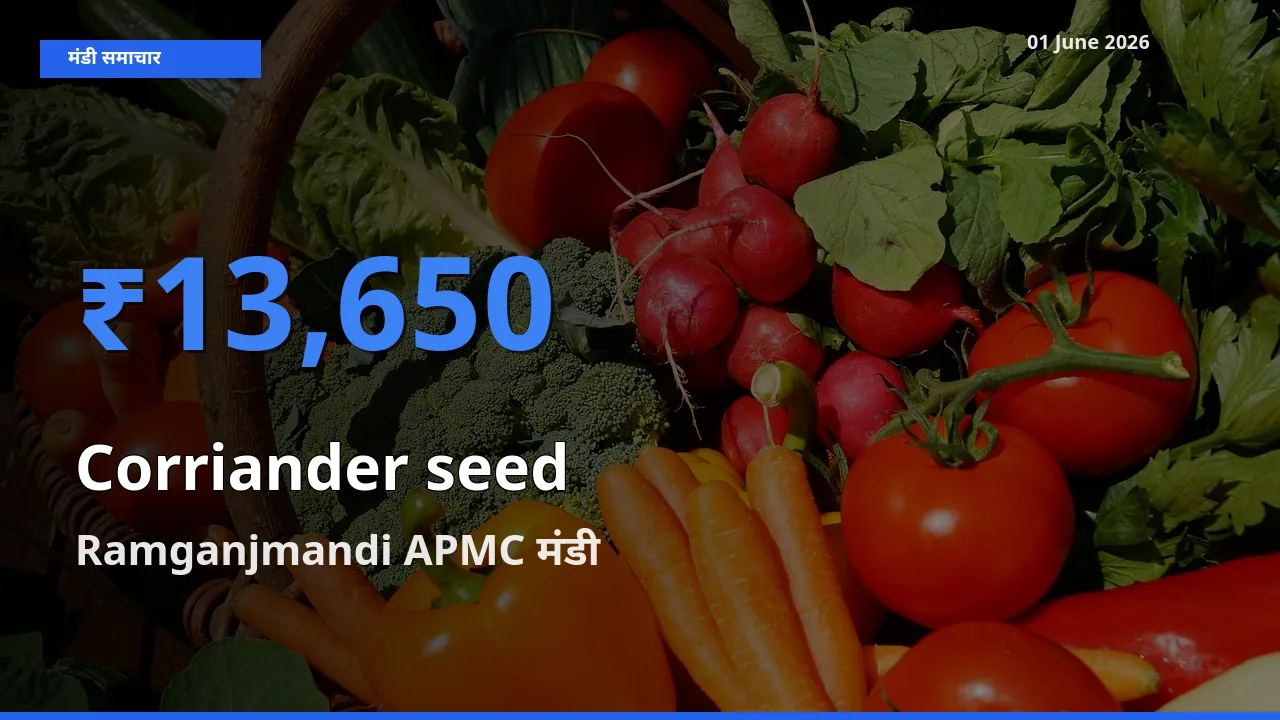 Ramganjmandi APMC मंडी में साबुत धनिया ₹13,650 पर पहुँचा – आज का सर्वोच्च भाव