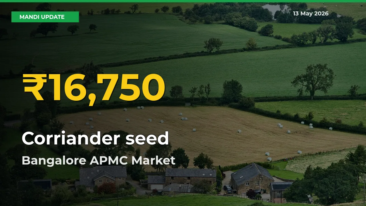 Fresh Record! Corriander seed Price Climbs to New High in Bangalore APMC