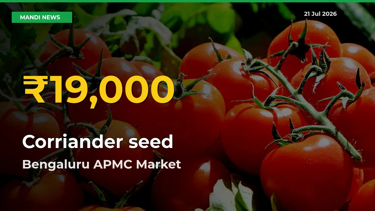 Corriander seed Mandi Rate Surges Today in Bengaluru APMC – Highest Level in 30 Days