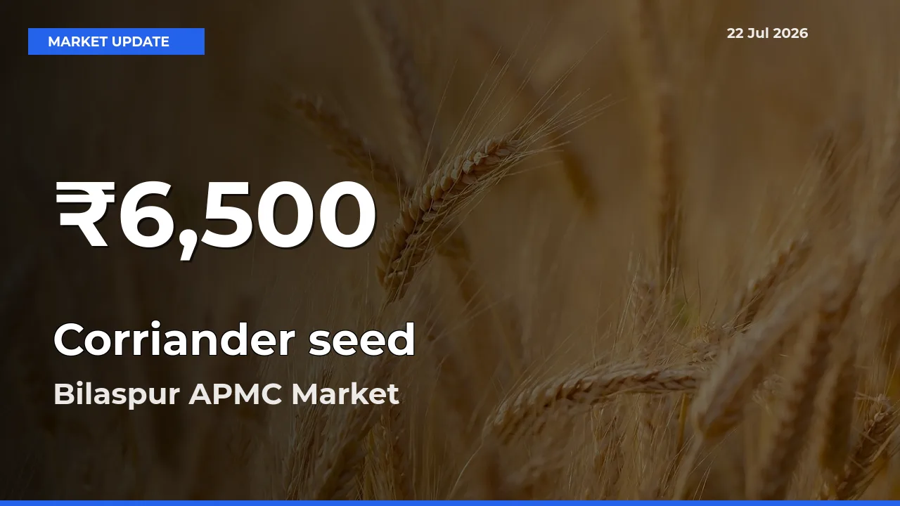 Corriander seed Mandi Rate Today: 30-Day Low Recorded in Bilaspur APMC