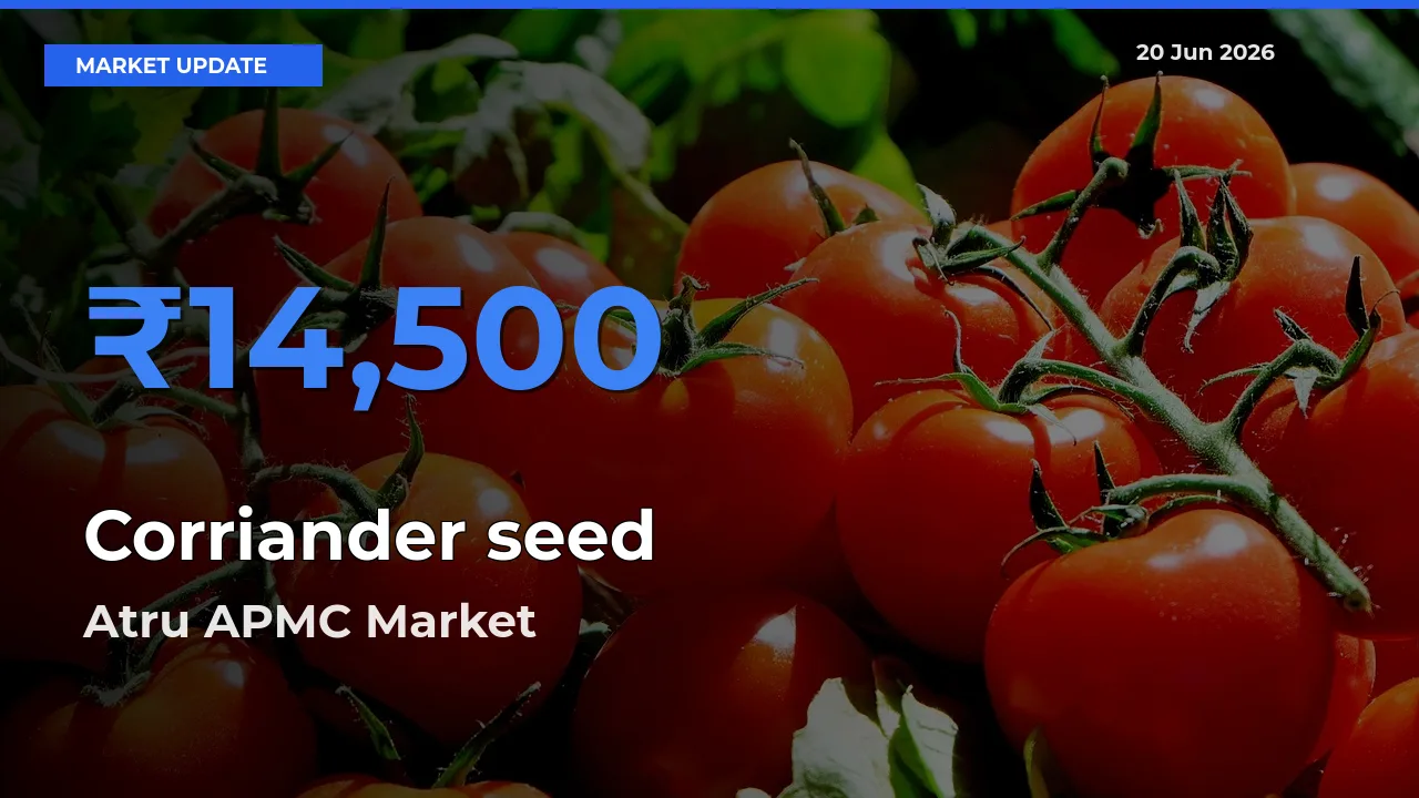 Atru APMC Tops Corriander seed Mandi Rates Today