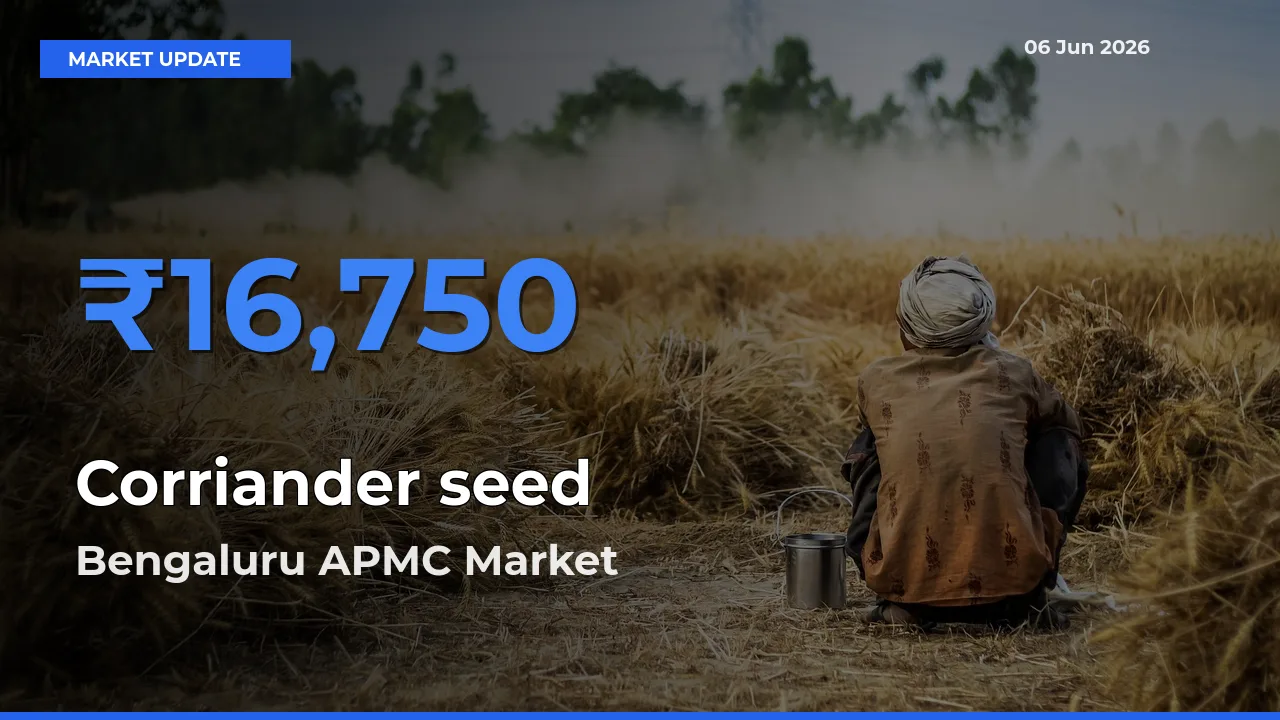 Bengaluru APMC Emerges as Top Mandi for Corriander seed Prices Today