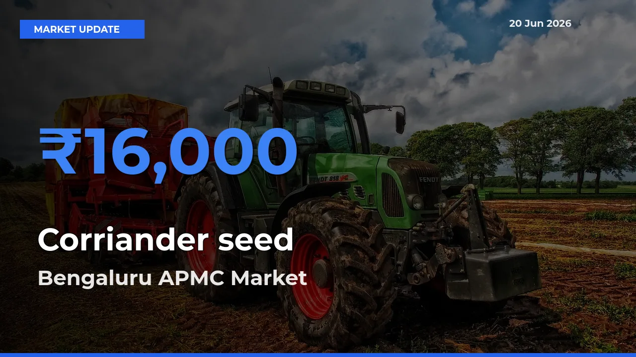 Bengaluru APMC Offers ₹16,000 – Highest Corriander seed Rate Today