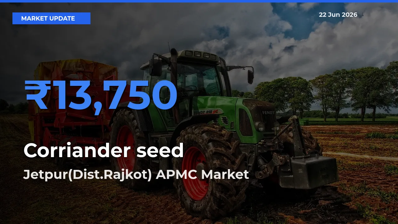 Jetpur(Dist.Rajkot) APMC Offers ₹13,750 – Highest Corriander seed Rate Today