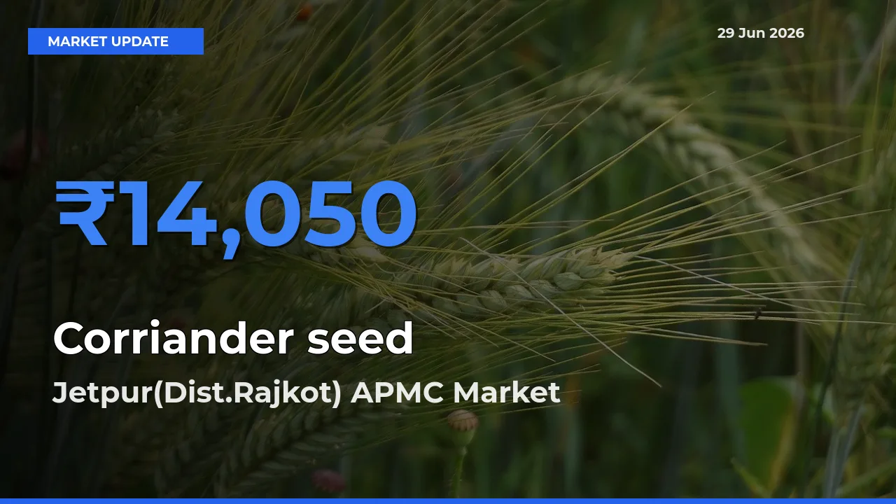 Jetpur(Dist.Rajkot) APMC Offers ₹14,050 – Highest Corriander seed Rate Today