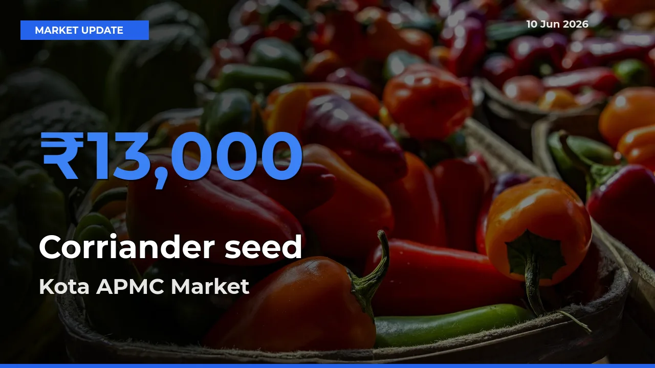 Kota APMC Offers ₹13,000 – Highest Corriander seed Rate Today