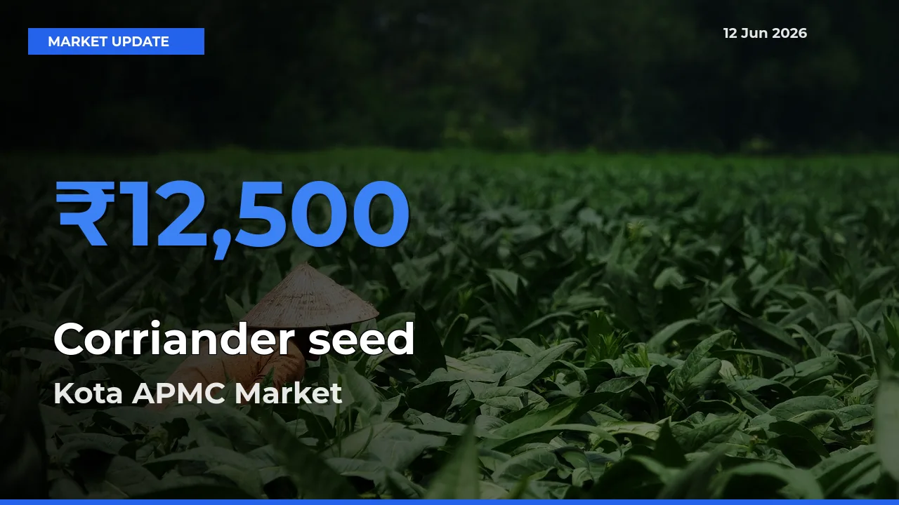 Kota APMC Leads as Top Mandi for Corriander seed Prices