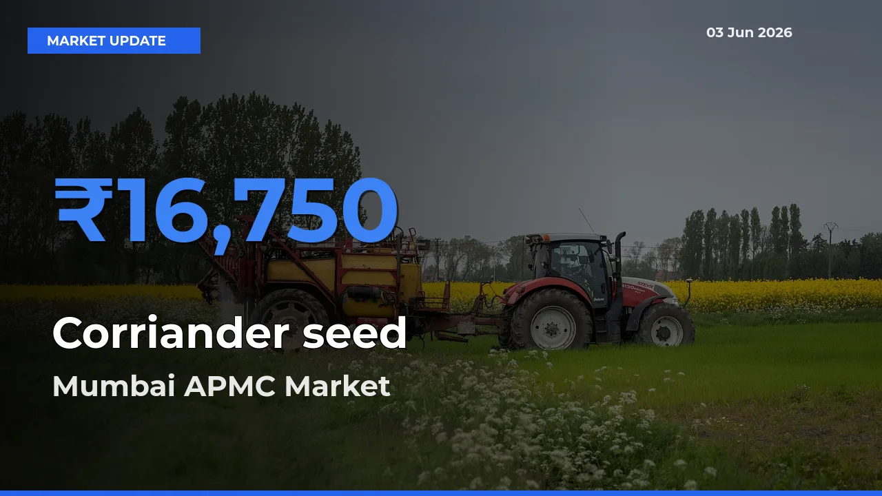 Corriander seed Mandi Rate Today: Mumbai APMC Tops the List