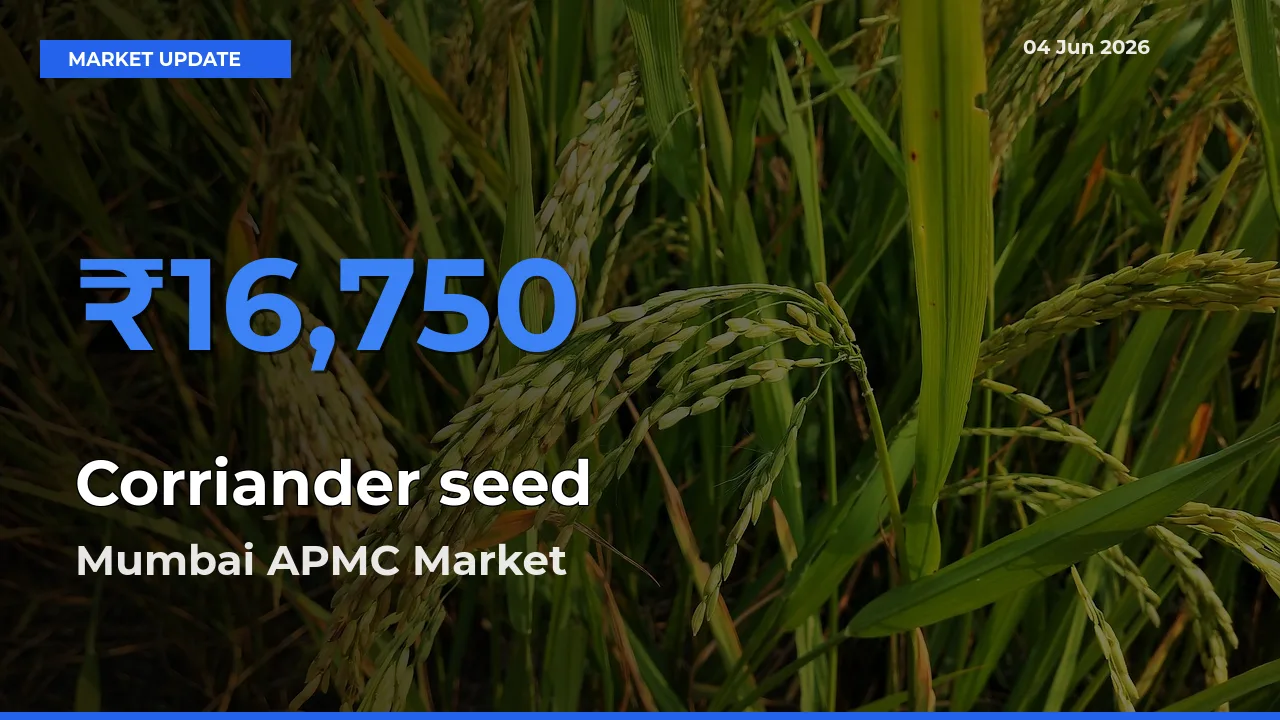 Mumbai APMC Emerges as Top Mandi for Corriander seed Prices Today