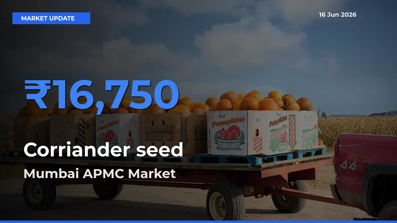 Farmers Prefer Mumbai APMC as Corriander seed Hits Highest Rate