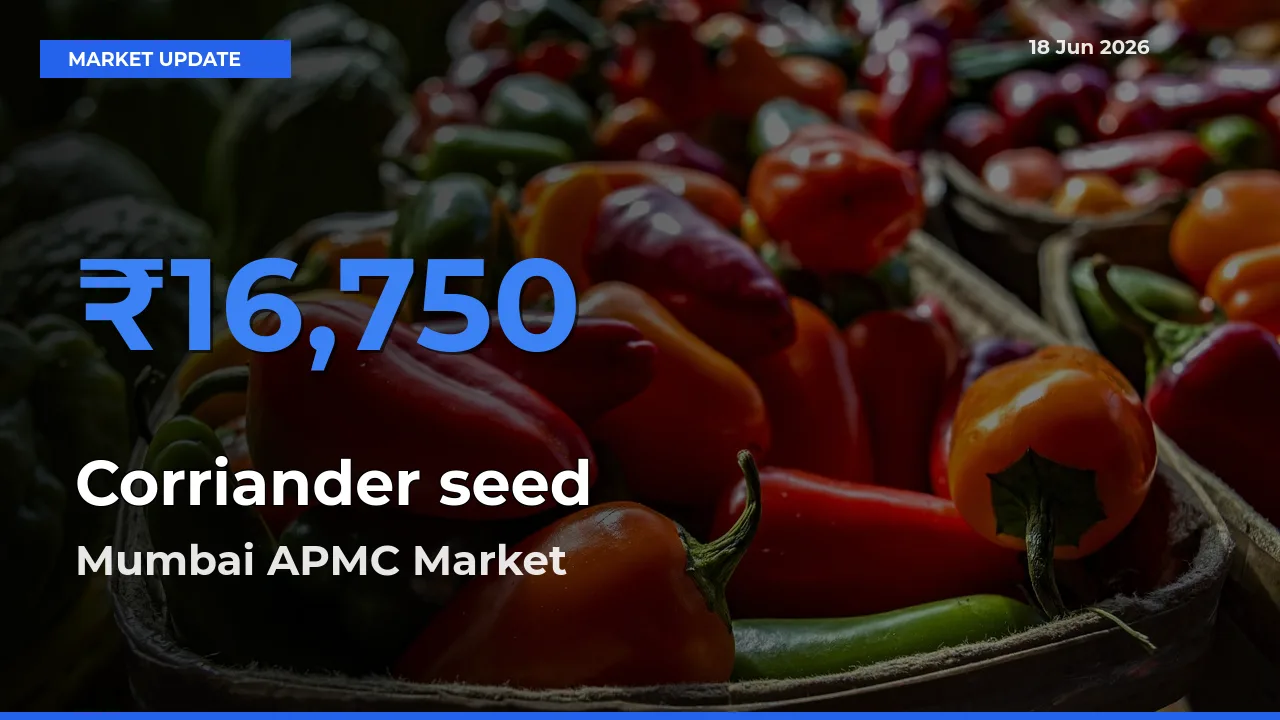 Mumbai APMC Offers ₹16,750 – Highest Corriander seed Rate Today