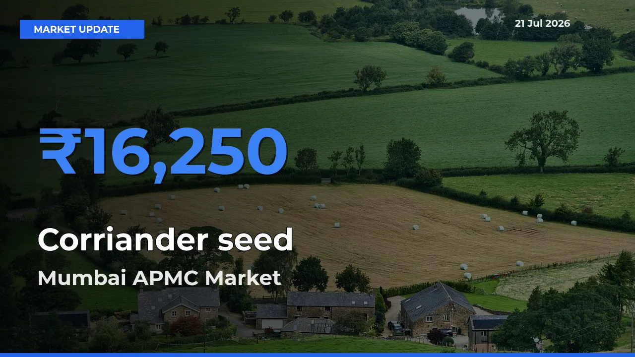 Farmers Prefer Mumbai APMC as Corriander seed Hits Highest Rate