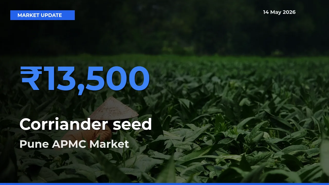 Market Watch: Pune APMC Becomes Top Mandi for Corriander seed