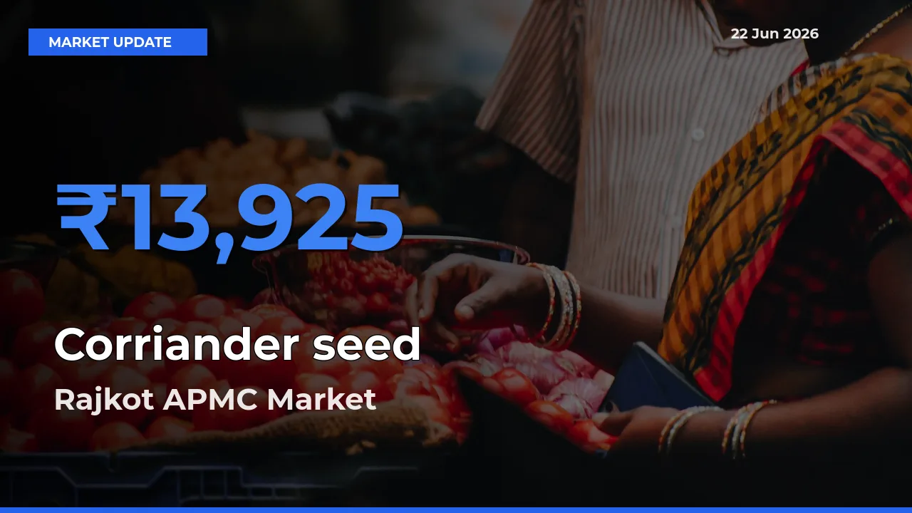 Rajkot APMC Offers ₹13,925 – Highest Corriander seed Rate Today
