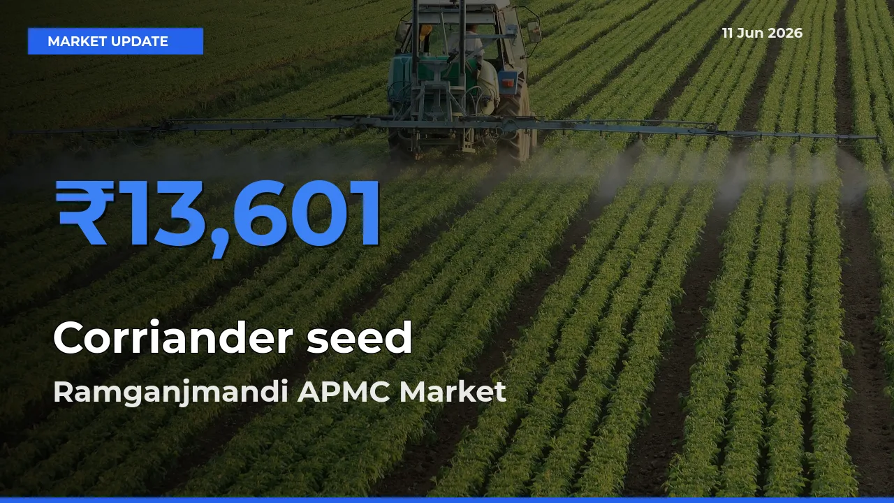 Ramganjmandi APMC Leads as Top Mandi for Corriander seed Prices