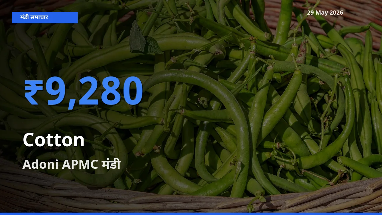 Adoni APMC मंडी में आज कपास के सबसे ऊँचे दाम दर्ज
