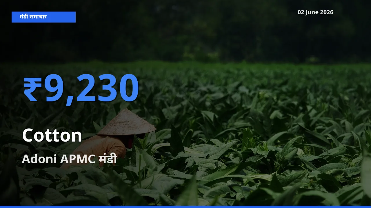 आज का मंडी भाव: कपास के सबसे ज़्यादा दाम Adoni APMC में