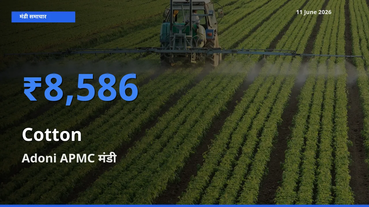 आज कपास के सबसे ज़्यादा दाम Adoni APMC मंडी में दर्ज