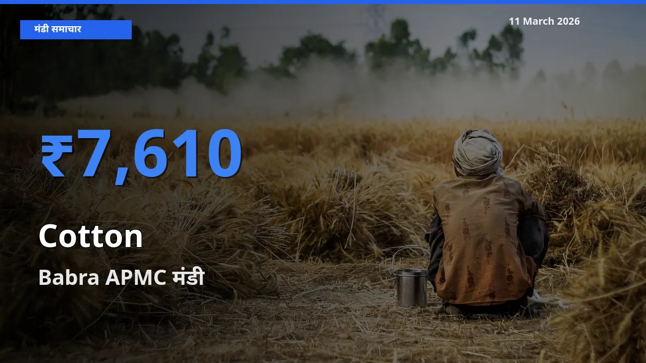 टॉप मंडी बना Babra APMC! कपास के सबसे ऊँचे दाम यहीं दर्ज
