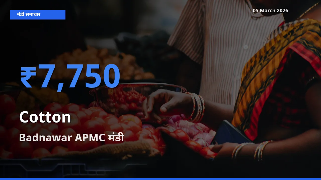 टॉप मंडी बना Badnawar APMC! कपास के सबसे ऊँचे दाम यहीं दर्ज