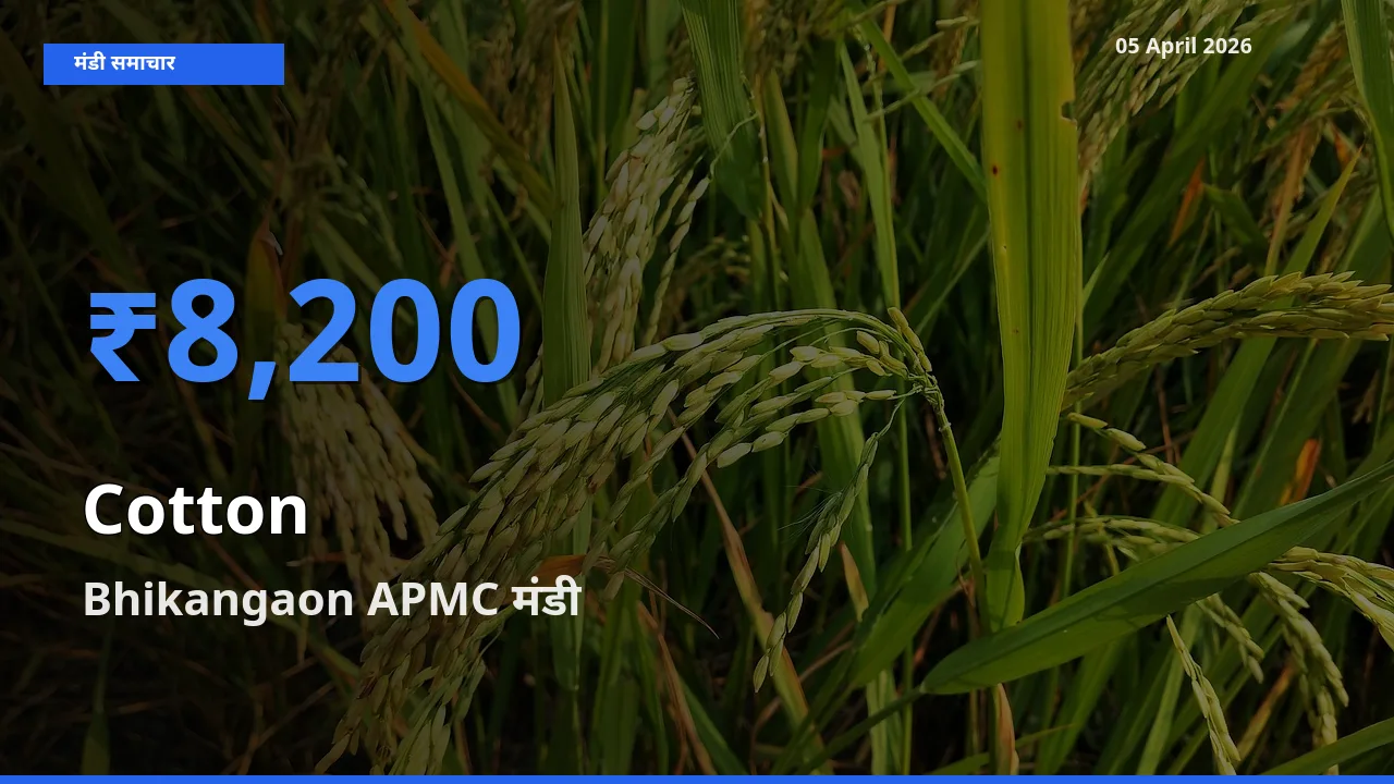 05 April अपडेट: कपास के सबसे ऊँचे दाम Bhikangaon APMC मंडी में