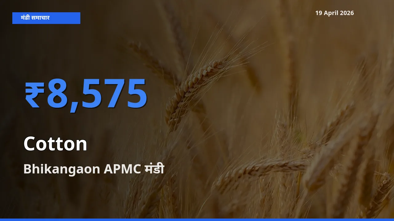Bhikangaon APMC मंडी में कपास ₹8,575 पर पहुँचा – आज का सर्वोच्च भाव