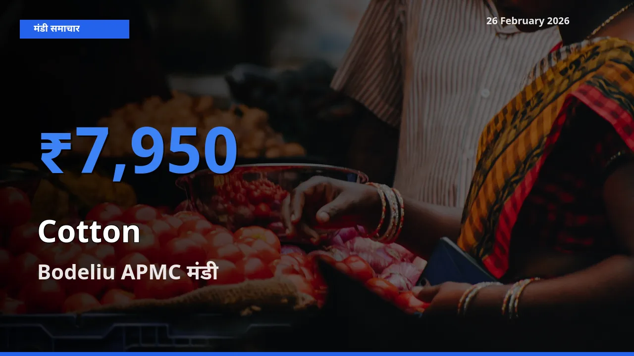 आज Cotton के सबसे ऊँचे दाम ₹7,950 Bodeliu APMC मंडी में