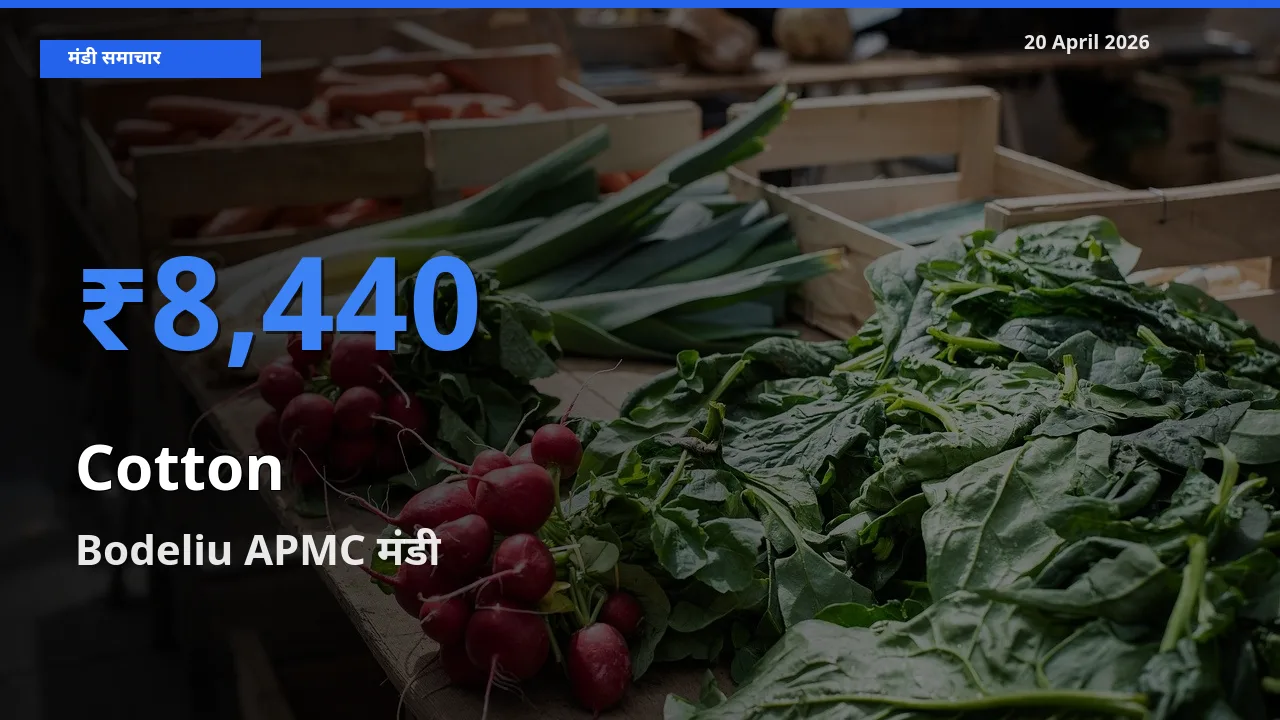 Bodeliu APMC में कपास का आज सबसे ऊँचा भाव