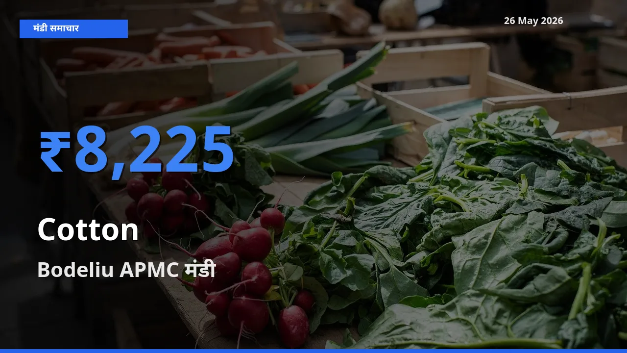 Bodeliu APMC मंडी में आज कपास के सबसे ऊँचे दाम दर्ज