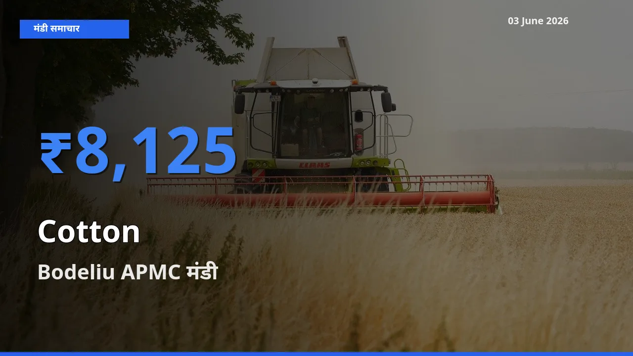 Bodeliu APMC में कपास का आज सबसे ऊँचा भाव